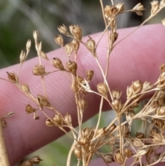 Juncus laeviusculus subsp. illawarrensis at suppressed - suppressed