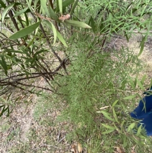 Polyscias sambucifolia subsp. Bipinnate leaves (J.H.Ross 3967) Vic. Herbarium at Mongarlowe, NSW - 27 Jun 2023