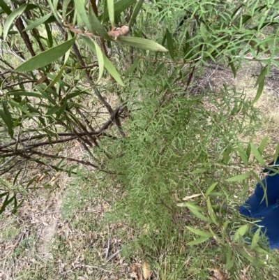 Polyscias sambucifolia subsp. Bipinnate leaves (J.H.Ross 3967) Vic. Herbarium (Ferny Panax) at Mongarlowe River - 27 Jun 2023 by Tapirlord