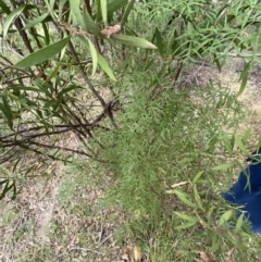 Polyscias sambucifolia subsp. Bipinnate leaves (J.H.Ross 3967) Vic. Herbarium (Ferny Panax) at Mongarlowe River - 27 Jun 2023 by Tapirlord