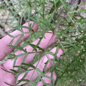 Polyscias sambucifolia subsp. Bipinnate leaves (J.H.Ross 3967) Vic. Herbarium at Mongarlowe, NSW - suppressed