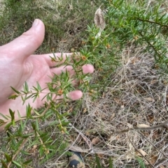 Grevillea juniperina subsp. villosa at Mongarlowe River - 27 Jun 2023 by Tapirlord