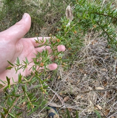 Grevillea juniperina subsp. villosa at Mongarlowe River - 27 Jun 2023 by Tapirlord