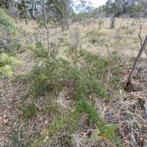 Grevillea juniperina subsp. villosa at Mongarlowe, NSW - 27 Jun 2023