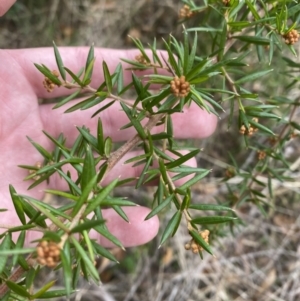 Grevillea juniperina subsp. villosa at Mongarlowe, NSW - 27 Jun 2023