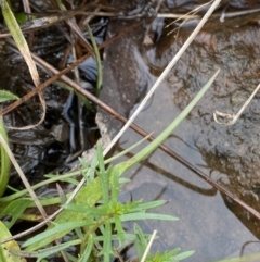 Haloragis heterophylla (Variable Raspwort) at Mongarlowe, NSW - 27 Jun 2023 by Tapirlord