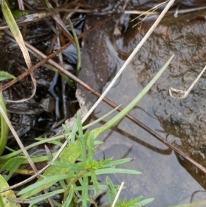 Haloragis heterophylla at Mongarlowe, NSW - suppressed