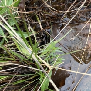 Haloragis heterophylla at Mongarlowe, NSW - suppressed