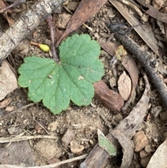 Hydrocotyle laxiflora (Stinking Pennywort) at Mongarlowe, NSW - 27 Jun 2023 by Tapirlord