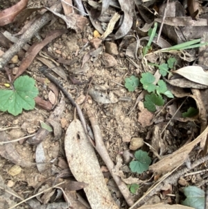 Hydrocotyle laxiflora at Mongarlowe, NSW - 27 Jun 2023