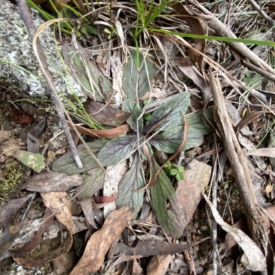 Ajuga australis (Austral Bugle) at Mongarlowe, NSW - 27 Jun 2023 by Tapirlord