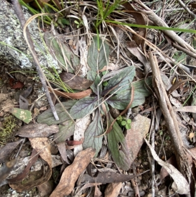 Ajuga australis (Austral Bugle) at Mongarlowe River - 27 Jun 2023 by Tapirlord