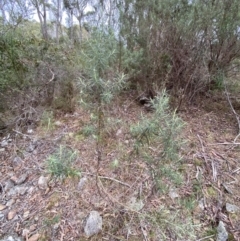 Cassinia longifolia (Shiny Cassinia, Cauliflower Bush) at Mongarlowe, NSW - 27 Jun 2023 by Tapirlord