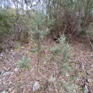 Cassinia longifolia at Mongarlowe, NSW - 27 Jun 2023