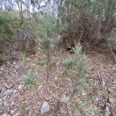 Cassinia longifolia (Shiny Cassinia, Cauliflower Bush) at Mongarlowe River - 27 Jun 2023 by Tapirlord