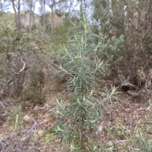 Cassinia longifolia at Mongarlowe, NSW - 27 Jun 2023