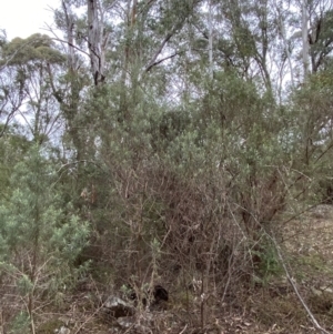 Cassinia longifolia at Mongarlowe, NSW - 27 Jun 2023