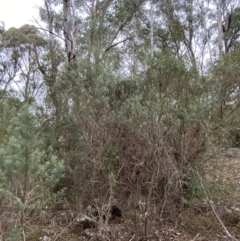 Cassinia longifolia at Mongarlowe, NSW - 27 Jun 2023