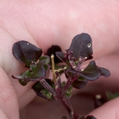 Einadia hastata (Berry Saltbush) at Mongarlowe River - 27 Jun 2023 by Tapirlord