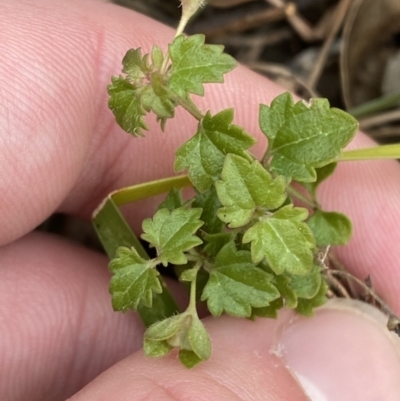 Veronica plebeia (Trailing Speedwell, Creeping Speedwell) at Mongarlowe River - 27 Jun 2023 by Tapirlord