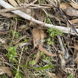 Veronica plebeia at Mongarlowe, NSW - 27 Jun 2023