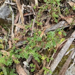 Acaena novae-zelandiae at Mongarlowe, NSW - 27 Jun 2023