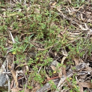 Acaena novae-zelandiae at Mongarlowe, NSW - 27 Jun 2023