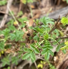 Acaena novae-zelandiae at Mongarlowe, NSW - suppressed