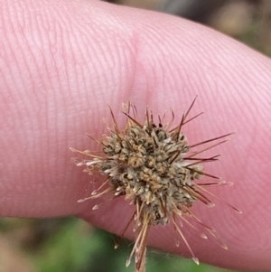 Acaena novae-zelandiae at Mongarlowe, NSW - 27 Jun 2023