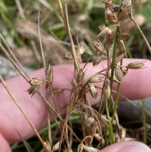 Juncus homalocaulis at Mongarlowe, NSW - suppressed