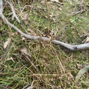 Juncus homalocaulis at Mongarlowe, NSW - suppressed