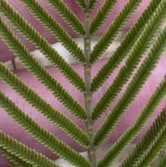 Acacia mearnsii (Black Wattle) at QPRC LGA - 27 Jun 2023 by Tapirlord