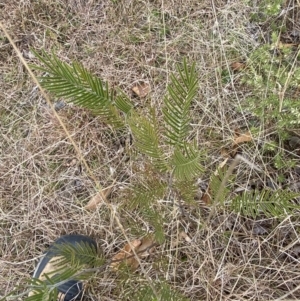 Acacia mearnsii at Mongarlowe, NSW - suppressed