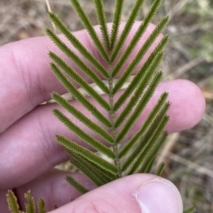 Acacia mearnsii at Mongarlowe, NSW - 27 Jun 2023