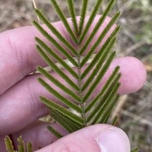 Acacia mearnsii at Mongarlowe, NSW - 27 Jun 2023