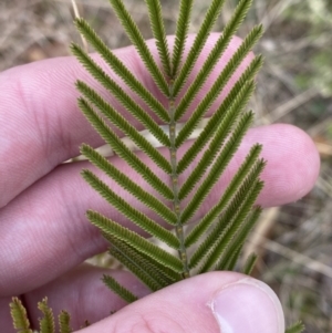 Acacia mearnsii at Mongarlowe, NSW - suppressed