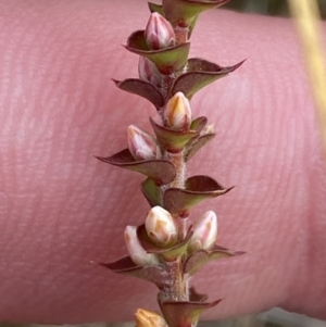 Epacris gunnii at Mongarlowe, NSW - suppressed