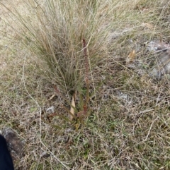 Epacris gunnii at Mongarlowe, NSW - 27 Jun 2023