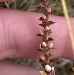 Epacris gunnii at Mongarlowe, NSW - suppressed