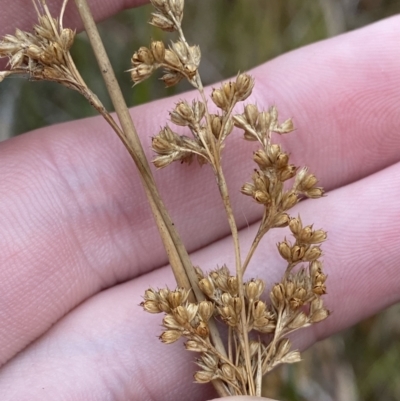 Juncus procerus (Tall Rush) at Mongarlowe River - 27 Jun 2023 by Tapirlord