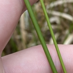 Juncus procerus at suppressed - suppressed