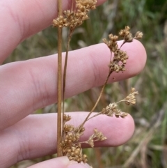 Juncus procerus at suppressed - 27 Jun 2023