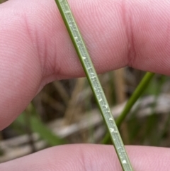 Juncus procerus at suppressed - suppressed