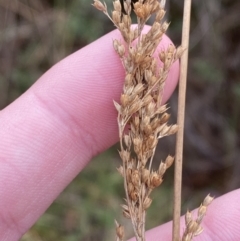 Juncus flavidus (Yellow Rush) at Mongarlowe River - 27 Jun 2023 by Tapirlord