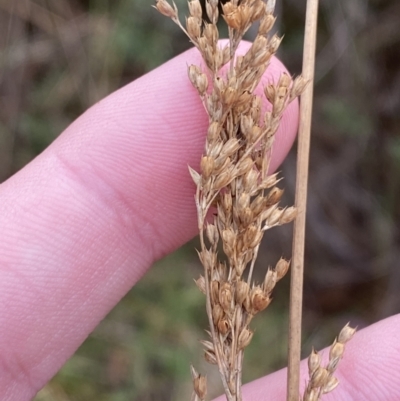 Juncus flavidus (Yellow Rush) at Mongarlowe River - 27 Jun 2023 by Tapirlord