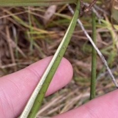 Juncus flavidus at Mongarlowe, NSW - suppressed