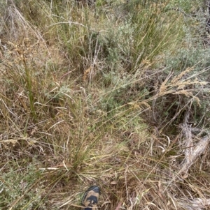 Juncus flavidus at Mongarlowe, NSW - 27 Jun 2023