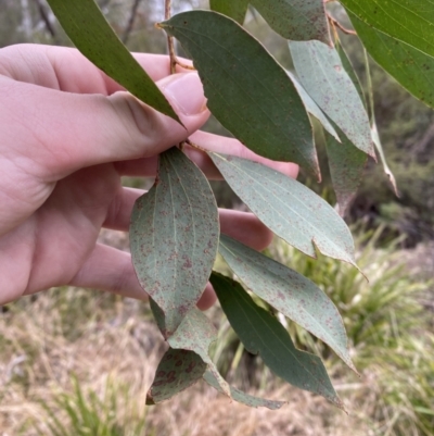 Eucalyptus stellulata (Black Sally) at Mongarlowe, NSW - 27 Jun 2023 by Tapirlord