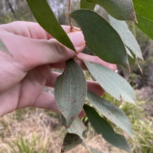 Eucalyptus stellulata at Mongarlowe, NSW - 27 Jun 2023