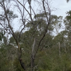 Eucalyptus stellulata at Mongarlowe, NSW - 27 Jun 2023